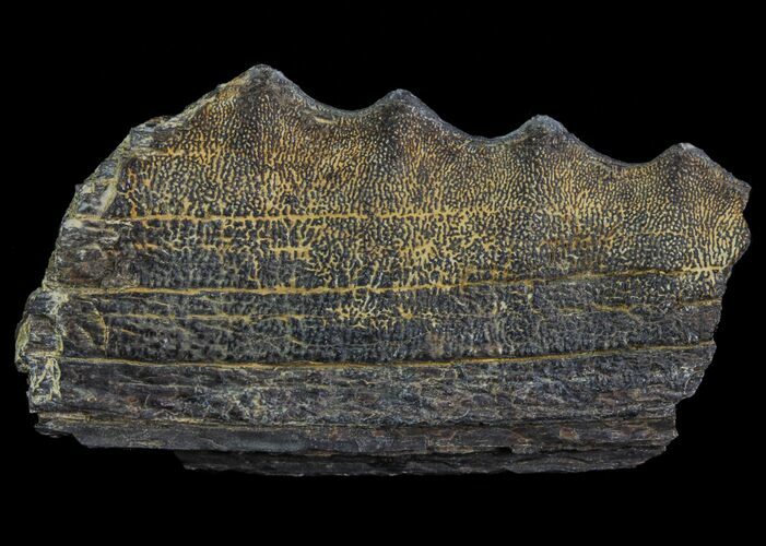 Cretaceous Swordfish (Protosphyraena) Pectoral Fin - Kansas #64317